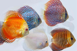 Diskus-Mix (Symphysodon aequifasciatus)