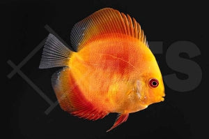 Diskus 