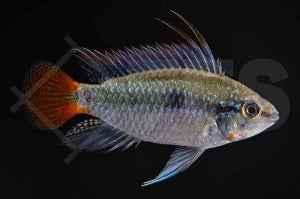 Rio Mamore-Zwergbunbarsch (Apistogramma erythrura)