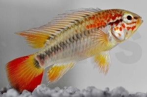 Schwarzkehl-Zwergbuntbarsch (Apistogramma viejita)
