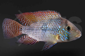 Perlmutt-Erdfresser (Geophagus brasiliensis)