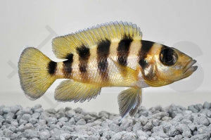Sechsstreifen-Lamprologus 