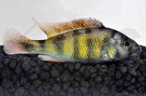 Viktoriabarsch (Haplochromis spec. CH 44)