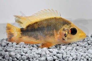 Zitronenbuntbarsch (Amphilophus citrinellus)