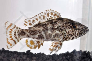 Vielfleckmaulbrüter (Nimbochromis polystigma)