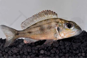 Südlicher Großaugen-Maulbrüter (Callochromis macrops)