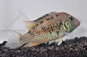 Rothauben-Erdfresser (Geophagus steindachneri)