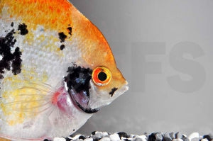 Skalar-Mix XL (Pterophyllum scalare)