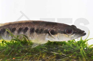 Gestreifter Kammbuntbarsch (Crenicichla strigata)