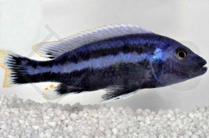 Chipoka Maulbrüter (Melanochromis chipokae)