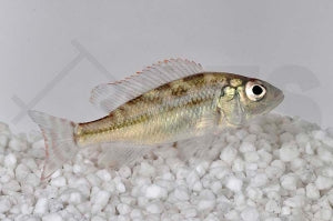 Blauer Leopardmaulbrüter (Nimbochromis fuscotaeniatus)