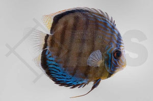 Blauer Diskus (Symphysodon aequifasciatus)