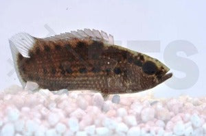 Chamäleonfisch (Badis burmanicus)