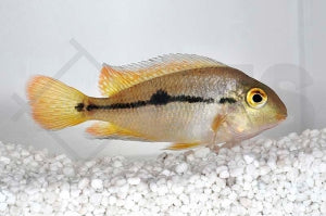 Nicaragua-Buntbarsch (Hypsophrys nicaraguensis)