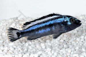 Blauer Johanni (Melanochromis maingano)