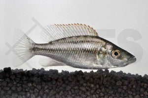 Messerbuntbarsch (Dimidiochromis compressiceps)