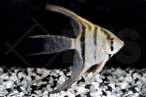 Schleierskalar (Pterophyllum scalare)
