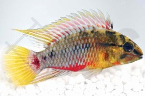 Rotstrich-Zwergbuntbarsch (Apistogramma hongsloi)