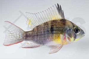 Bolivianischer Schmetterlingsbuntbarsch (Mikrogeophagus altispinosus)