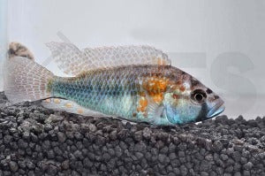Burtons Maulbrüter (Astatotilapia burton)