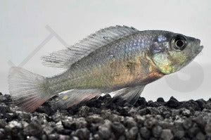Glühkohlen Maulbrüter (Astatotilapia nubila)