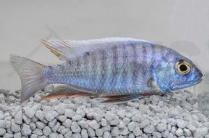 Kaiserbuntbarsch (Aulonocara hansbaenschi)