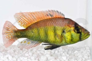 Papyrus-Maulbrüter Astatotilapia aeneocolor 
