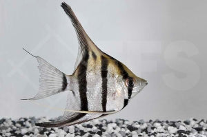 Peru Altum Skalar (Pterophyllum cf. scalare)
