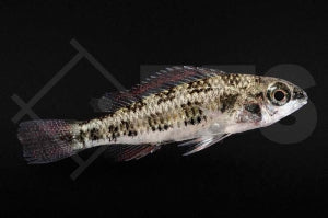 Schachbrettcichlide (Crenicara filamentosa)
