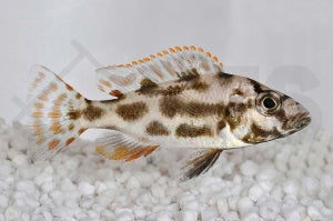 Schläfer Cichlide (Nimbochromis livingstoni)