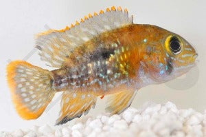 Goldsaumbuntbarsch (Andinoacara rivulatus)