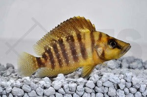 Nanderbuntbarsch (Altolamprologus compressiceps)