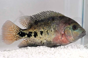 Quetzalbuntbarsch (Vieja melanura)