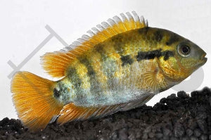 Regenbogencichlide (Herotilapia multispinosa)
