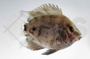 Keilfleckbuntbarsch (Uaru amphiacanthoides)