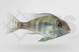 Rotkopf-Erdfresser (Geophagus spec. Tapajos red head)