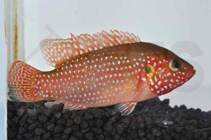 Roter Cichlide (Hemichromis guttatus)