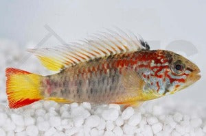 Villavicencio-Zwergbuntbarsch (Apistogramma macmasteri)