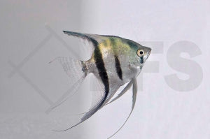 Skalar 