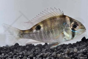Schwanzstreifenbuntbarsch (Biotodoma cupido)