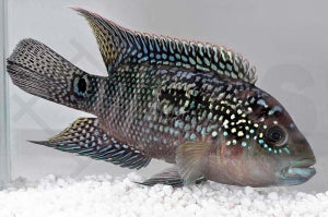 Achtbindenbuntbarsch (Rocio octofasciata)