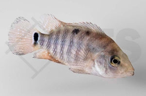 Roter Ecuadorbuntbarsch (Mesoheros festae)