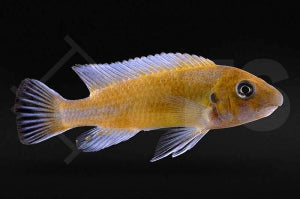 Gestreckter Schabemund-Buntbarsch (Labeotropheus trewavasae Chilumba)