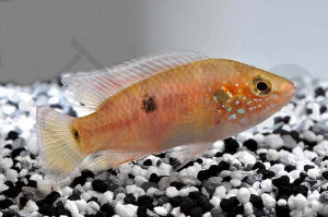 Gelbflossen-Juwelenbuntbarsch (Hemichromis spec 