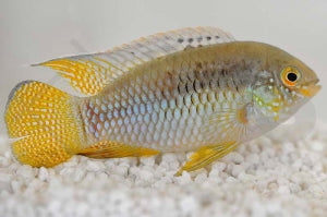 Tüpfelbuntbarsch (Laetacara curviceps)
