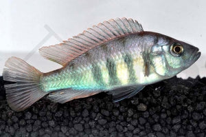 Nyereres Viktoriabuntbarsch (Haplochromis nyererei)