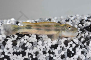 Löwenkopfbuntbarsch (Steatocranus tinanti)