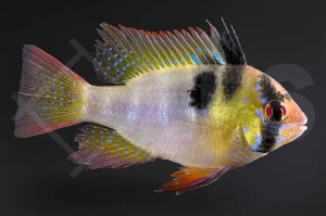 Schmetterlingsbuntbarsch (Mikrogeophagus ramirezi)