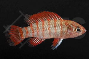 Roter Badis (Dario dario)