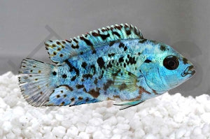 Cichlide 